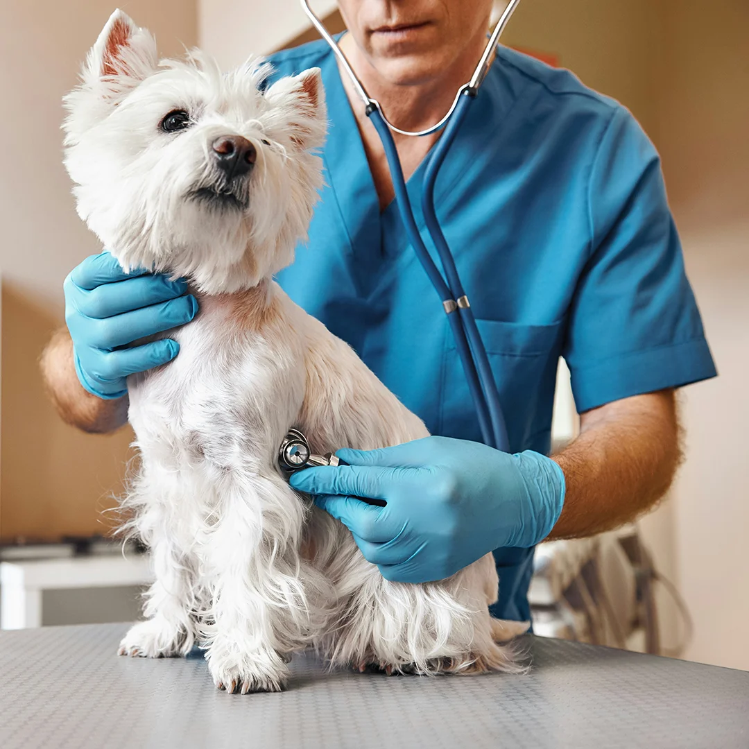 A veterinarian in blue scrubs listens to a small white dog’s heartbeat with a stethoscope.
