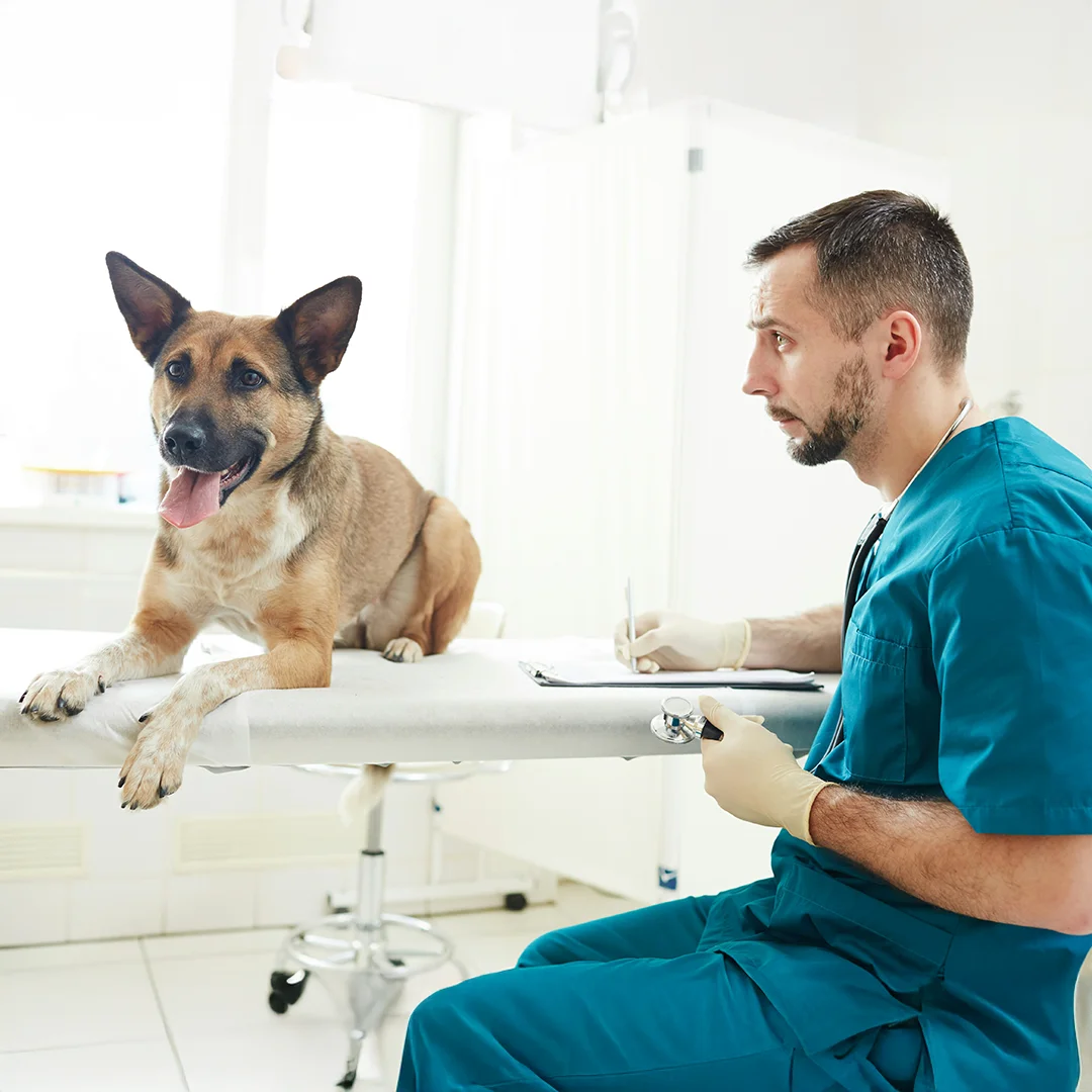 A veterinarian with a clipboard checks a large dog on an exam table.