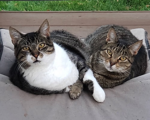 2-kitties