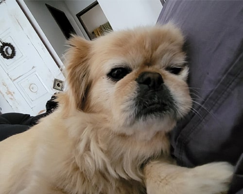 Dog-lying
