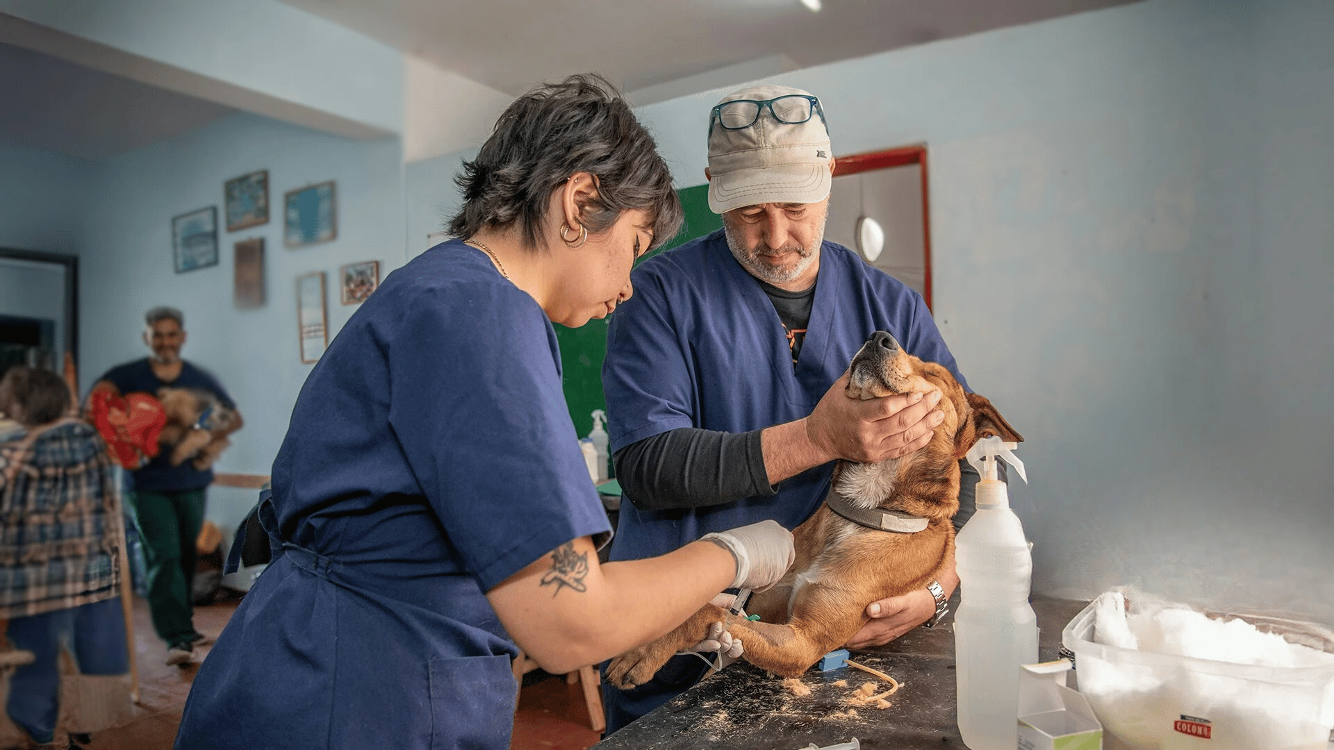 Veterinary team administering IV to a calm dog held gently on an exam table in a clinic.