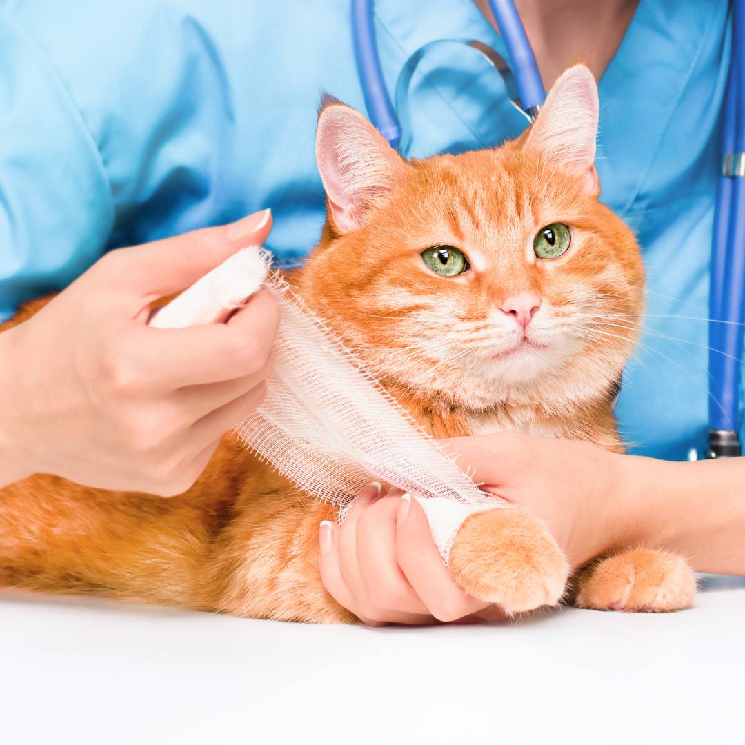cat getting a bandage by doctor