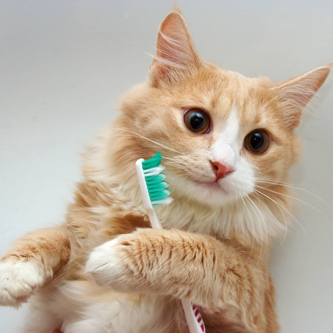 cat holding brush