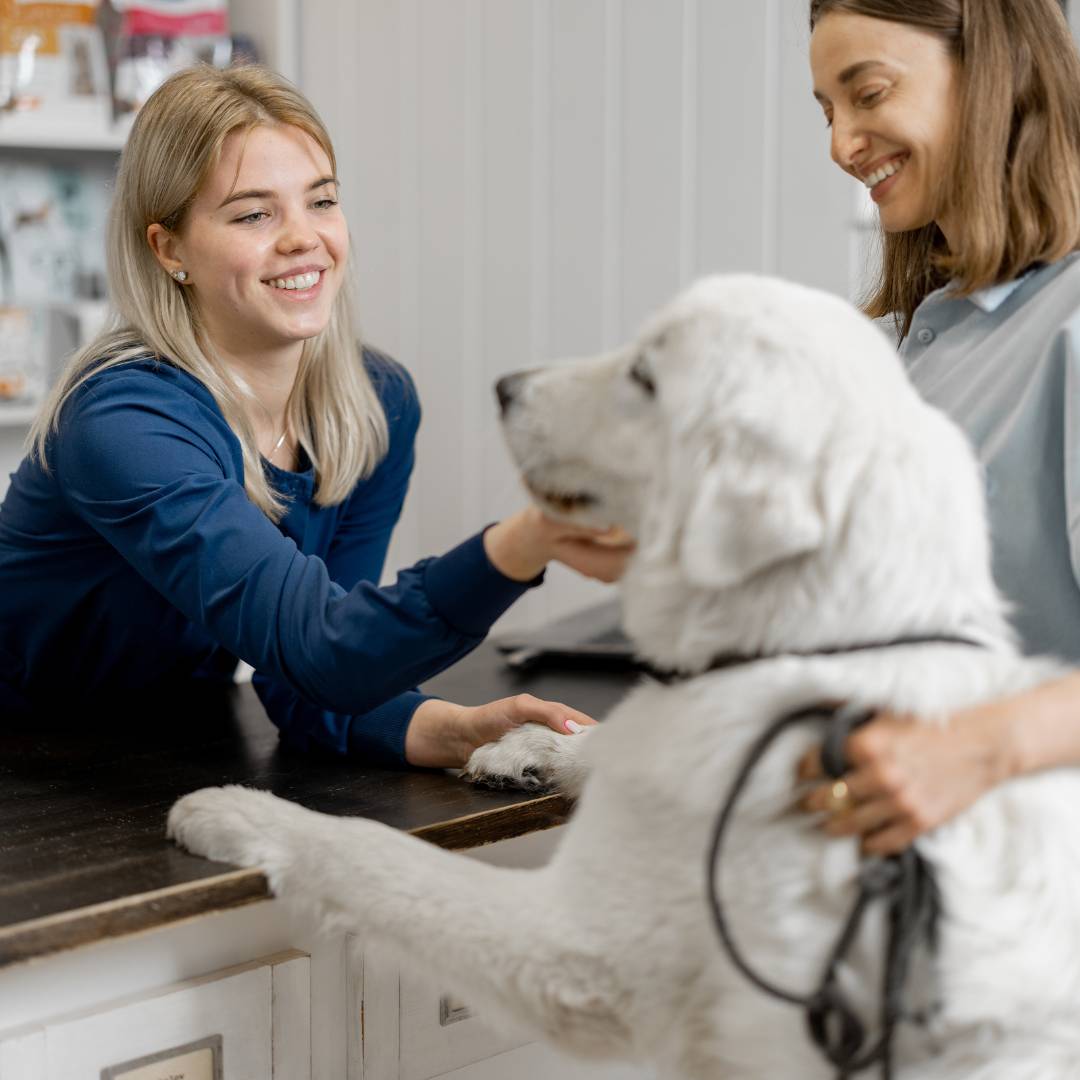 pet with doctor at veterinary
