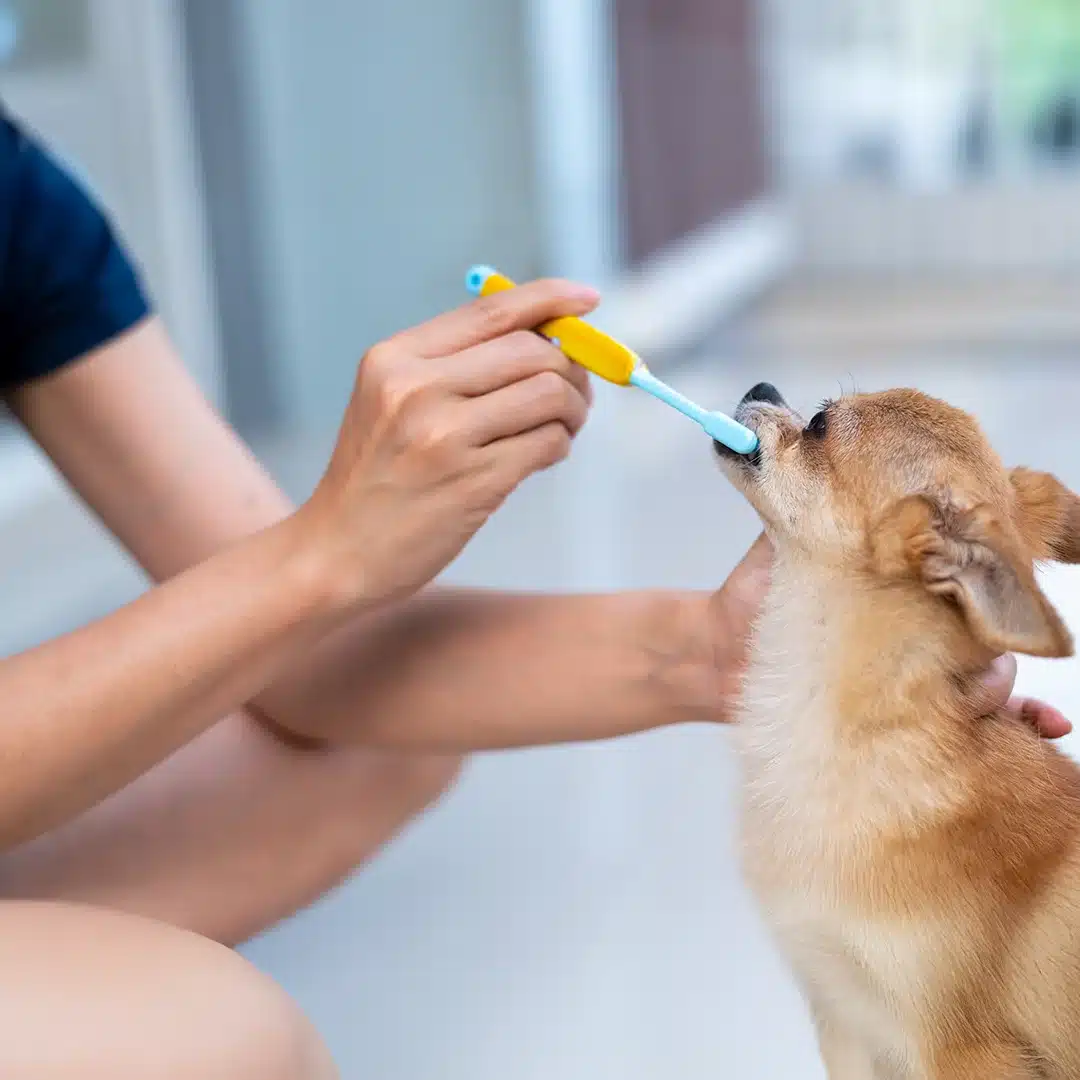 Brushing a Small Dog’s Teeth Person brushing the teeth of a small brown dog with a yellow and blue toothbrush.