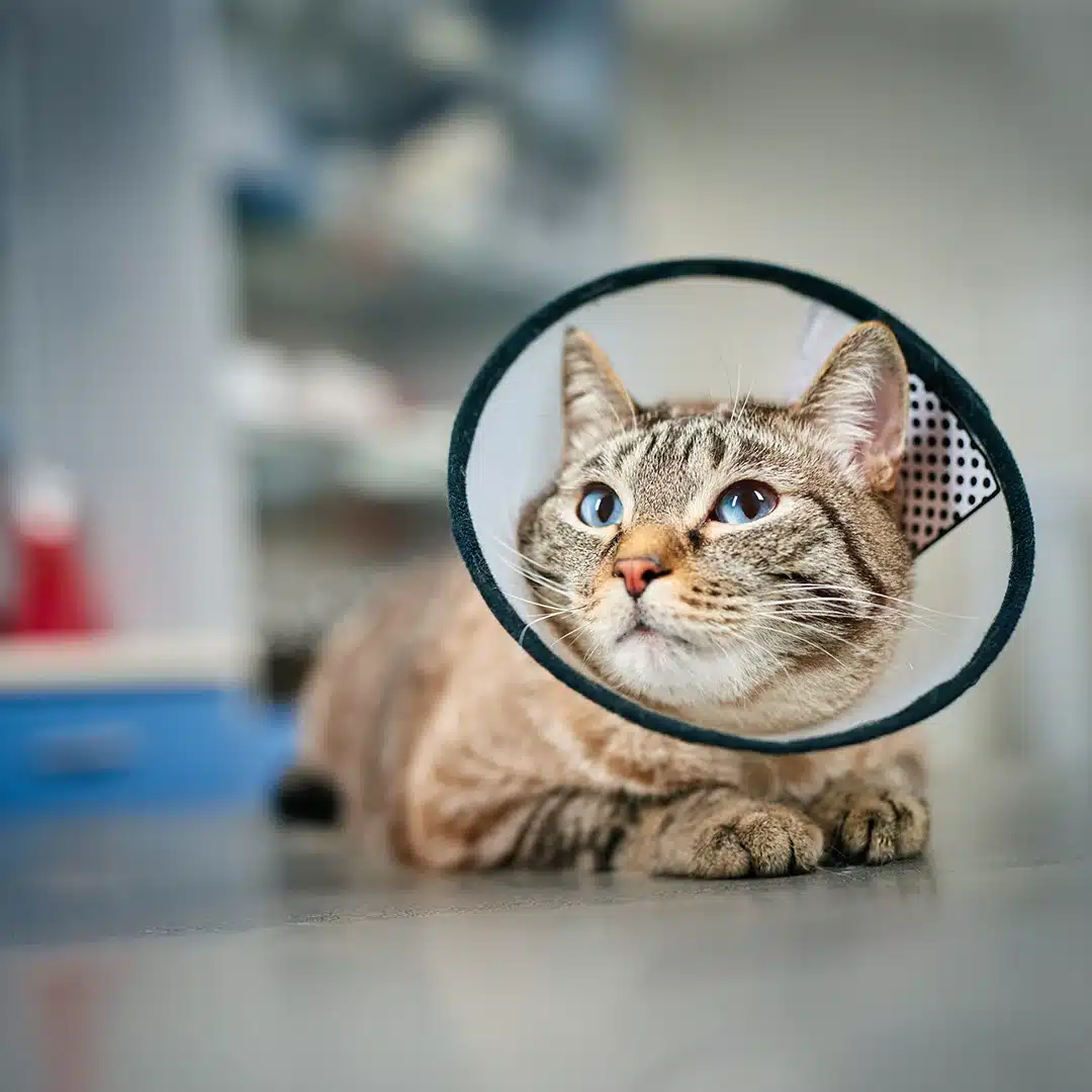 Cat Wearing Recovery Cone After Treatment Tabby cat lying on an exam table wearing a protective cone after veterinary care.