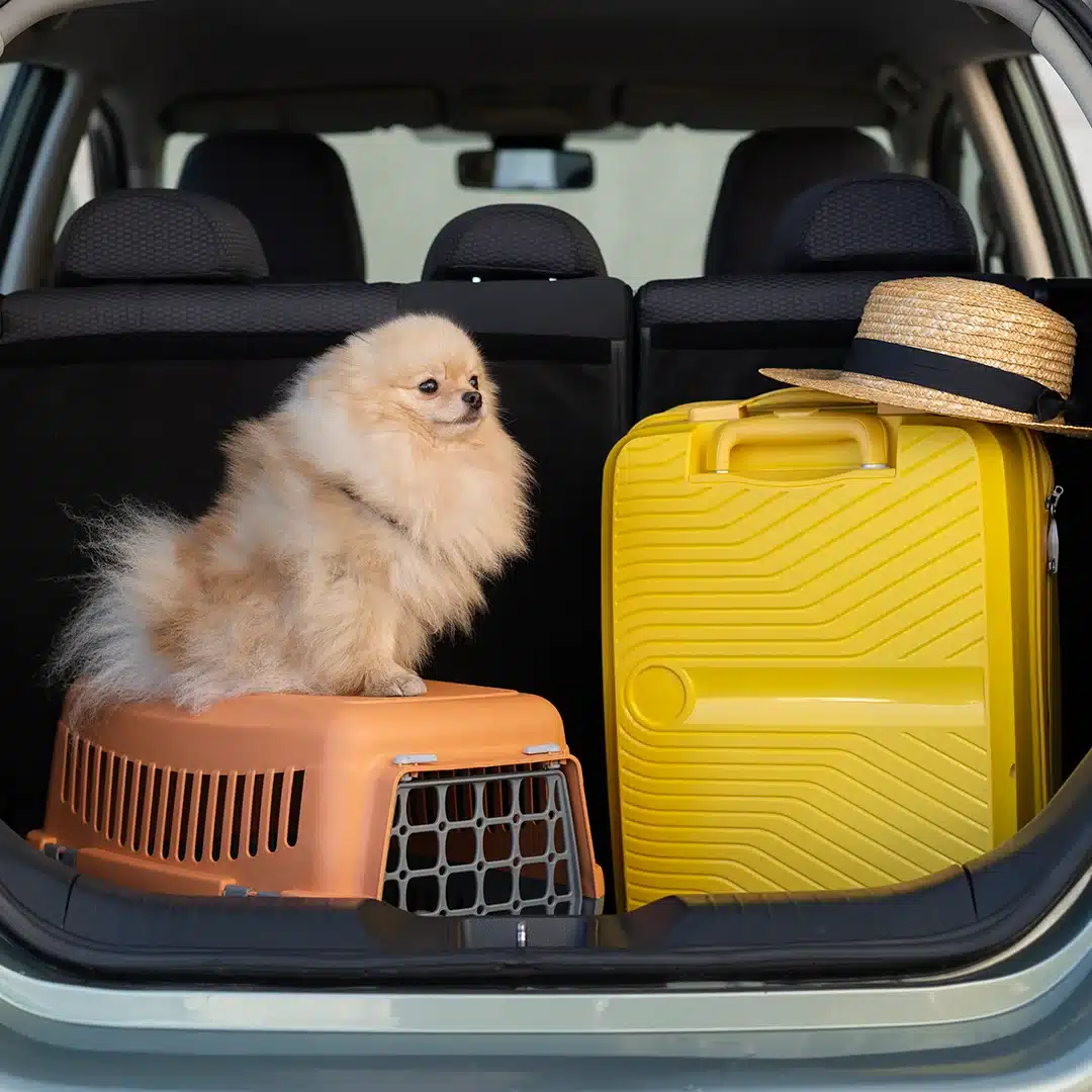 Pomeranian Ready for a Trip in Car Trunk A fluffy Pomeranian sitting on a pet carrier next to a yellow suitcase and straw hat in the open trunk of a car.